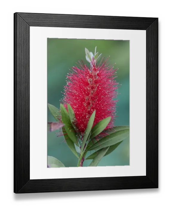Framed Print : Bottlebrush, Callistemon, South Padre Island, Texas Framed Print : Bottlebrush, Callistemon, South Padre Island, Texas