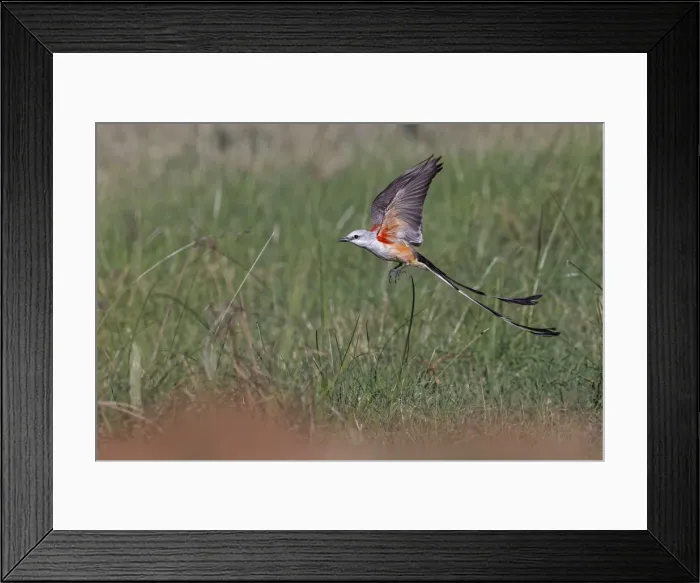 Framed Print : Scissor-tailed flycatcher flying, Rio Grande Valley, Texas Framed Print : Scissor-tailed flycatcher flying, Rio Grande Valley, Texas