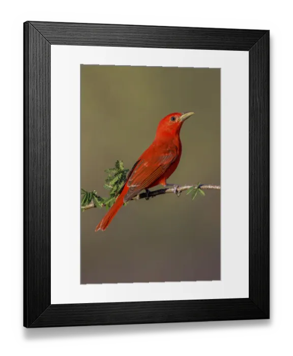 Framed Print : Summer tanager, Rio Grande Valley, Texas Framed Print : Summer tanager, Rio Grande Valley, Texas