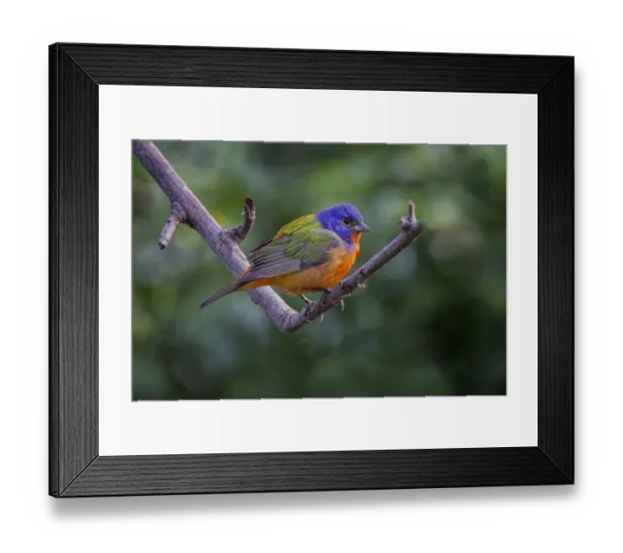 Framed Print : Male Painted bunting. South Padre Island, Texas