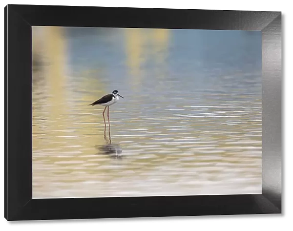 Single Black-necked stilt standing together with reflection on water, South Padre Island, Texas