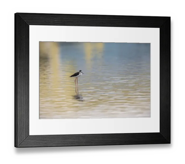 Framed Print : Single Black-necked stilt standing together with reflection on water, South Padre Island, Texas