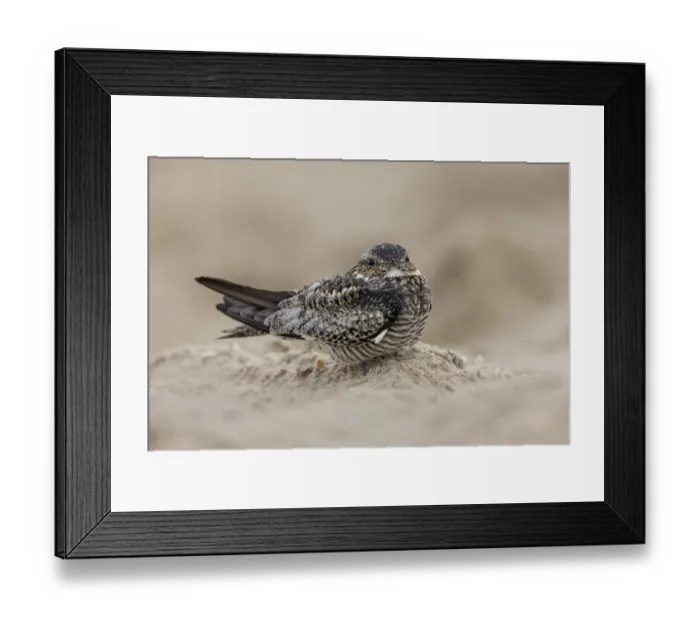 Framed Print : Least nighthawk resting on sandy beach, South Padre Island, Texas Framed Print : Least nighthawk resting on sandy beach, South Padre Island, Texas
