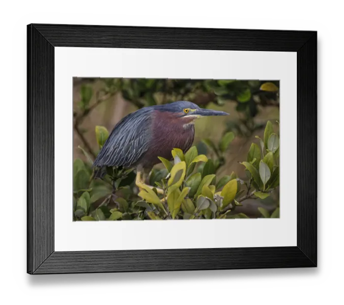 Framed Print : Green heron nesting, South Padre Island, Texas Framed Print : Green heron nesting, South Padre Island, Texas