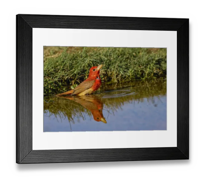 Framed Print : Summer tanager drinking from small pond in the desert, Rio Grande Valley, Texas Framed Print : Summer tanager drinking from small pond in the desert, Rio Grande Valley, Texas