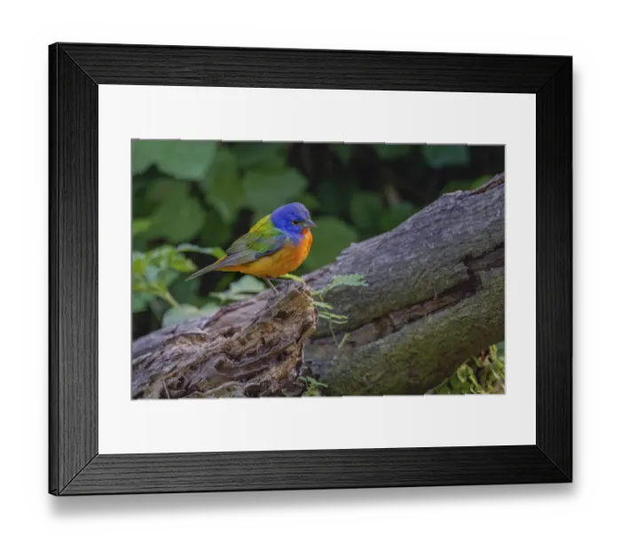 Framed Print : Male Painted bunting. South Padre Island, Texas Framed Print : Male Painted bunting. South Padre Island, Texas