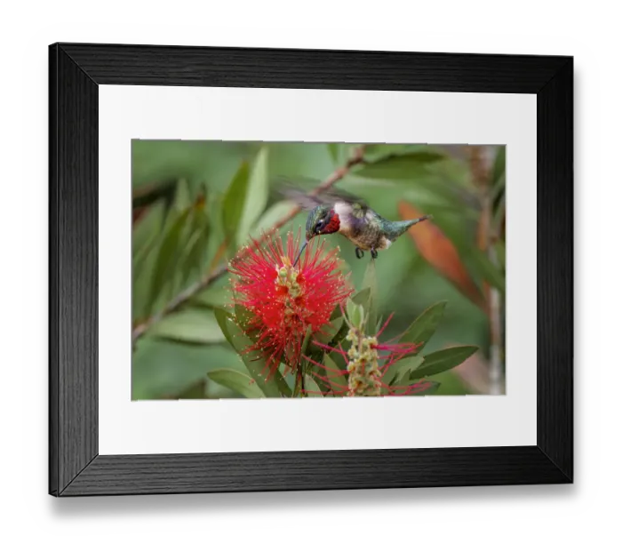 Framed Print : Male ruby-throated hummingbird flying feeding on bottlebrush flowers, South Padre Island, Texas Framed Print : Male ruby-throated hummingbird flying feeding on bottlebrush flowers, South Padre Island, Texas