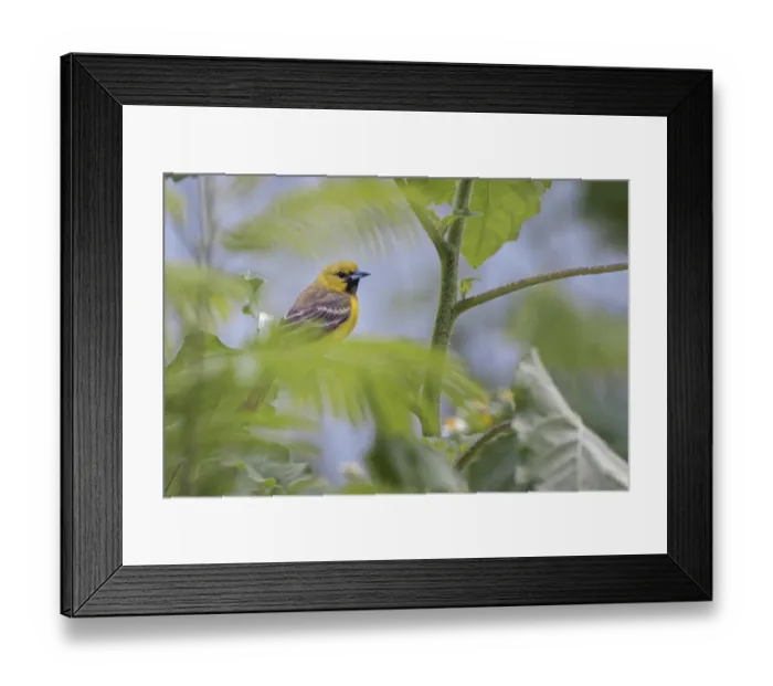 Framed Print : Female Orchard oriole, South Padre Island, Texas