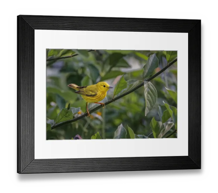 Framed Print : Yellow warbler, South Padre Island, Texas
