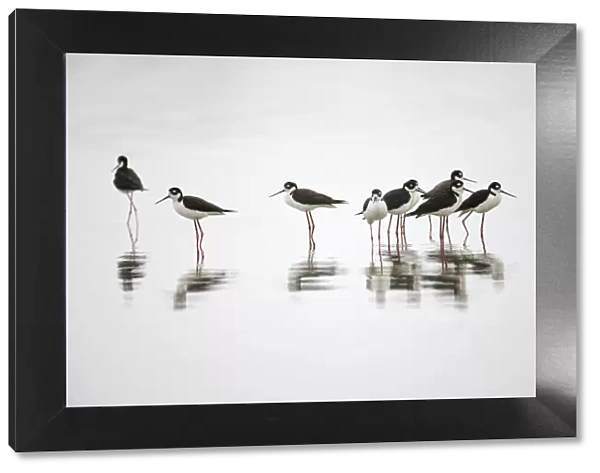 Group of Black-necked stilts standing together with reflection on water, South Padre Island, Texas