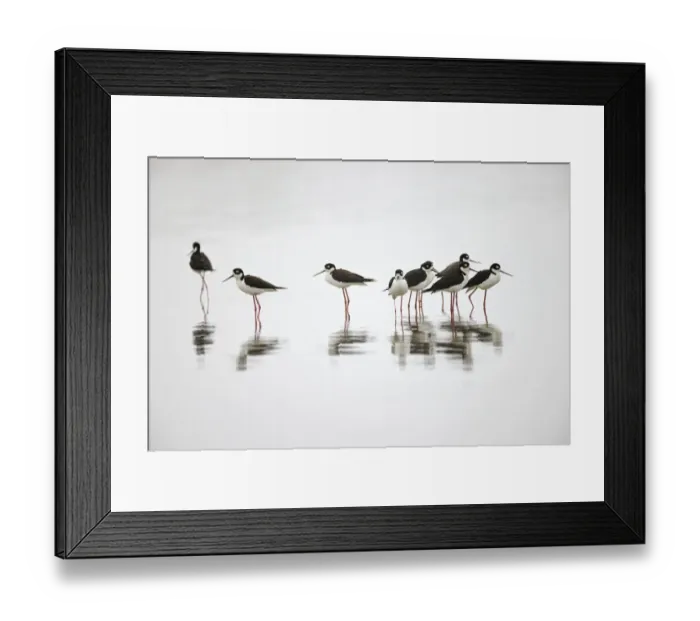 Framed Print : Group of Black-necked stilts standing together with reflection on water, South Padre Island, Texas Framed Print : Group of Black-necked stilts standing together with reflection on water, South Padre Island, Texas
