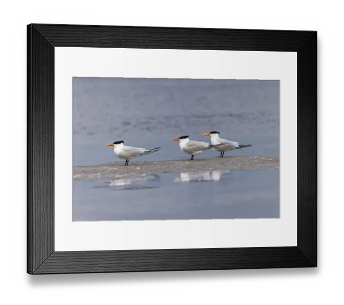 Framed Print : Trio of Royal terns, South Padre Island, Texas