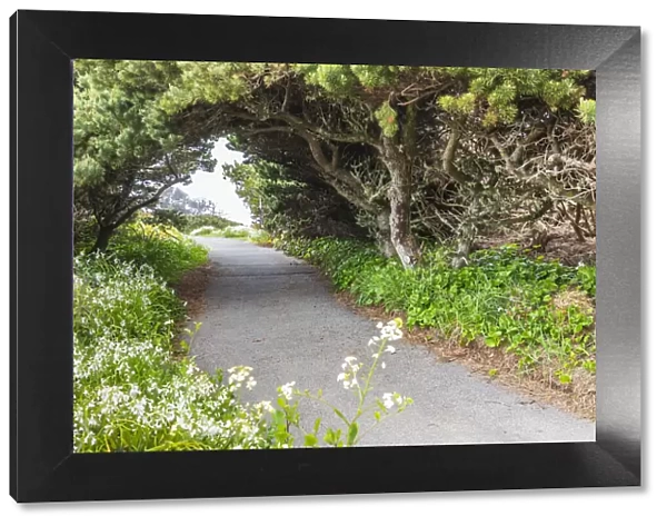 Bandon, Oregon, USA. Evergreen trees creating a tunnel over a path on the Oregon coast