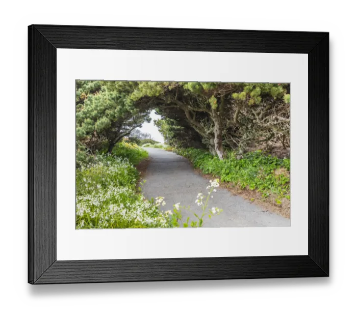 Framed Print : Bandon, Oregon, USA. Evergreen trees creating a tunnel over a path on the Oregon coast Framed Print : Bandon, Oregon, USA. Evergreen trees creating a tunnel over a path on the Oregon coast