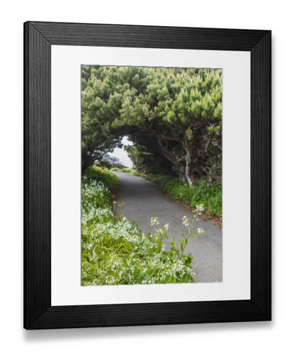 Framed Print : Bandon, Oregon, USA. Evergreen trees creating a tunnel over a path on the Oregon coast