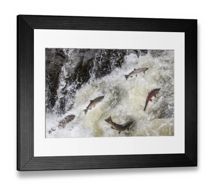 Framed Print : Spawning Coho salmon swimming upstream on the Nehalem River in the Tillamook State Forest, Oregon, USA Framed Print : Spawning Coho salmon swimming upstream on the Nehalem River in the Tillamook State Forest, Oregon, USA