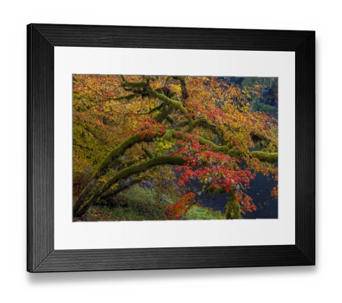 Framed Print : Colorful autumn maples along Humbug Creek in Clatsop County, Oregon, USA Framed Print : Colorful autumn maples along Humbug Creek in Clatsop County, Oregon, USA