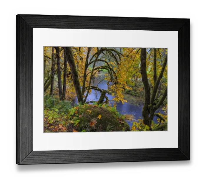 Framed Print : Colorful autumn maples along Humbug Creek in Clatsop County, Oregon, USA Framed Print : Colorful autumn maples along Humbug Creek in Clatsop County, Oregon, USA