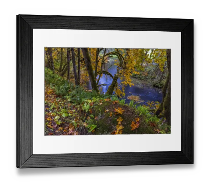 Framed Print : Colorful autumn maples along Humbug Creek in Clatsop County, Oregon, USA Framed Print : Colorful autumn maples along Humbug Creek in Clatsop County, Oregon, USA