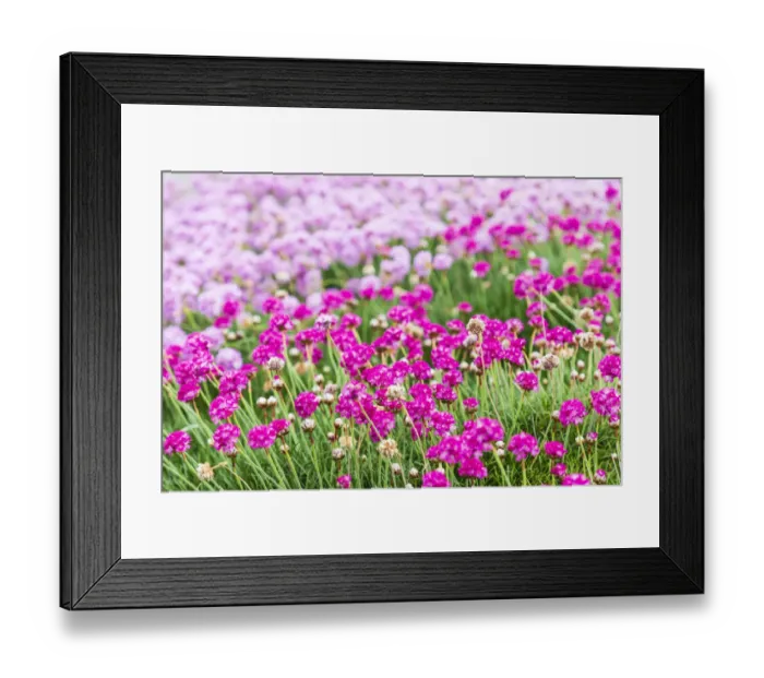 Framed Print : Bandon, Oregon, USA. Pink flowers in the town of Bandon, Oregon Framed Print : Bandon, Oregon, USA. Pink flowers in the town of Bandon, Oregon