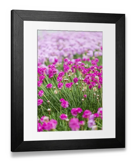 Framed Print : Bandon, Oregon, USA. Pink flowers in the town of Bandon, Oregon