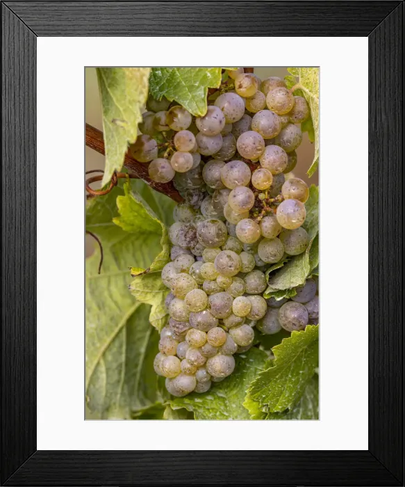 Framed Print : Mature Riesling grapes on the vine at Yamhill Valley Vineyards near McMinnville, Oregon, USA