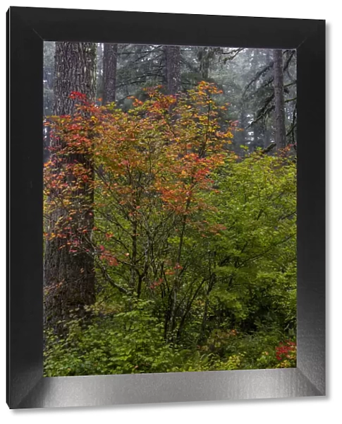 Vine Maple in autumn hues at Silver Falls State Park near Sublimity, Oregon, USA