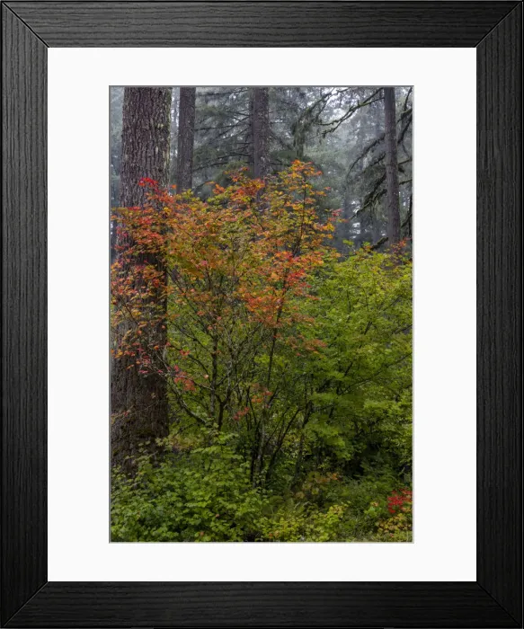 Framed Print : Vine Maple in autumn hues at Silver Falls State Park near Sublimity, Oregon, USA