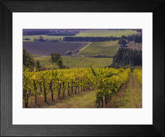 Framed Print : Vineyards at Yamhill Valley Vineyards near McMinnville, Oregon, USA Framed Print : Vineyards at Yamhill Valley Vineyards near McMinnville, Oregon, USA