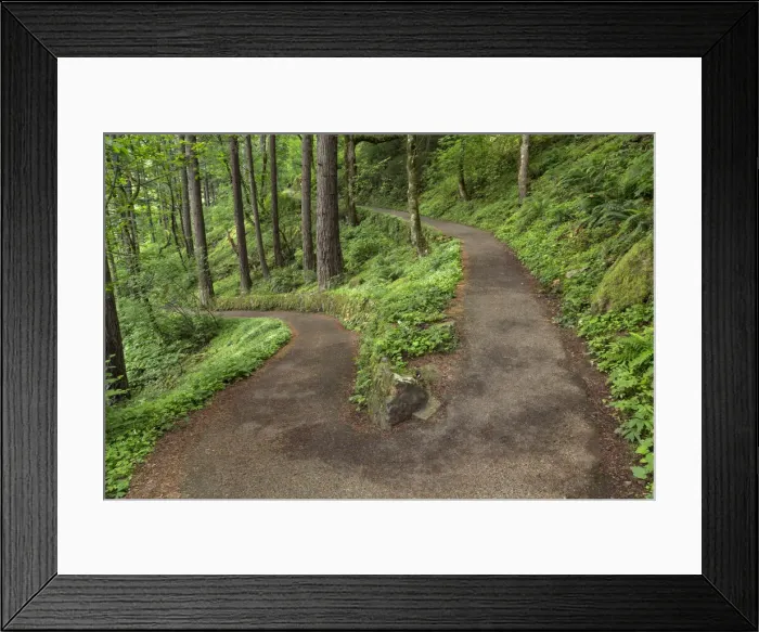 Framed Print : Paved pathway through forest, Columbia River Gorge, Oregon