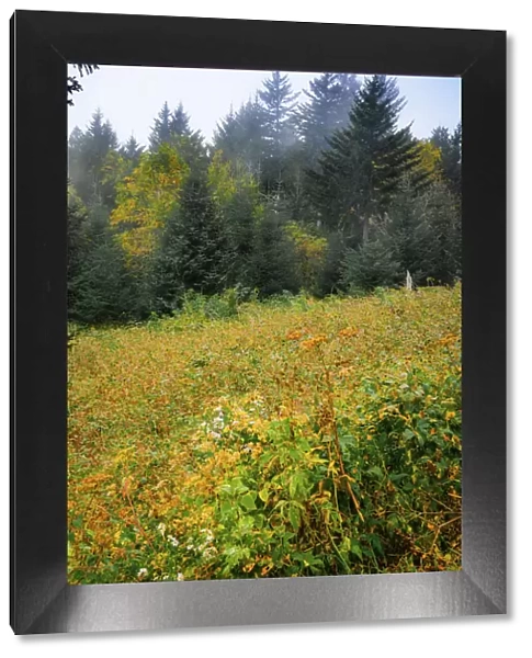 Meadow, Blue Ridge Parkway, Smoky Mountains, USA