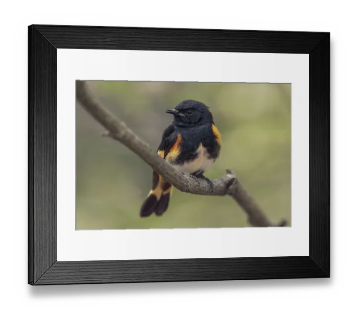 Framed Print : Male American redstart, Ohio Framed Print : Male American redstart, Ohio