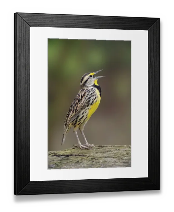 Framed Print : Eastern meadowlark singing, Ohio