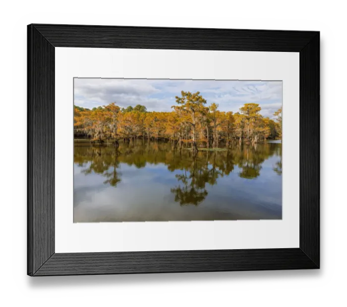 Framed Print : Bald Cypress tree draped in Spanish moss with fall colors. Caddo Lake State Park, Uncertain, Texas Framed Print : Bald Cypress tree draped in Spanish moss with fall colors. Caddo Lake State Park, Uncertain, Texas