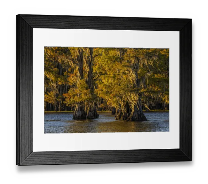 Framed Print : Bald cypress trees in autumn colors at sunset. Caddo Lake, Uncertain, Texas Framed Print : Bald cypress trees in autumn colors at sunset. Caddo Lake, Uncertain, Texas