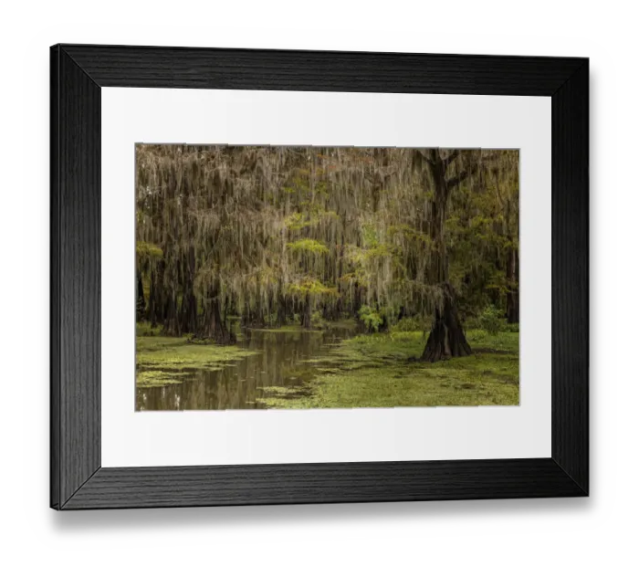 Framed Print : Cypress trees and Spanish moss lining shoreline of Caddo Lake, Uncertain, Texas Framed Print : Cypress trees and Spanish moss lining shoreline of Caddo Lake, Uncertain, Texas