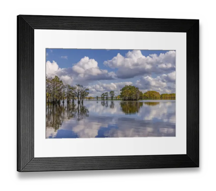 Framed Print : Bald cypress trees in autumn reflected on lake. Caddo Lake, Uncertain, Texas Framed Print : Bald cypress trees in autumn reflected on lake. Caddo Lake, Uncertain, Texas