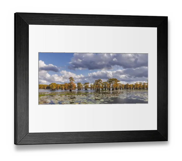 Framed Print : Bald cypress trees in autumn and lily-ads. Caddo Lake, Uncertain, Texas Framed Print : Bald cypress trees in autumn and lily-ads. Caddo Lake, Uncertain, Texas