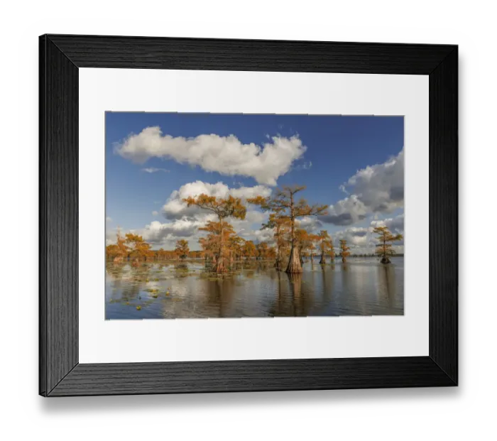 Framed Print : Bald cypress trees in autumn reflected on lake. Caddo Lake, Uncertain, Texas Framed Print : Bald cypress trees in autumn reflected on lake. Caddo Lake, Uncertain, Texas
