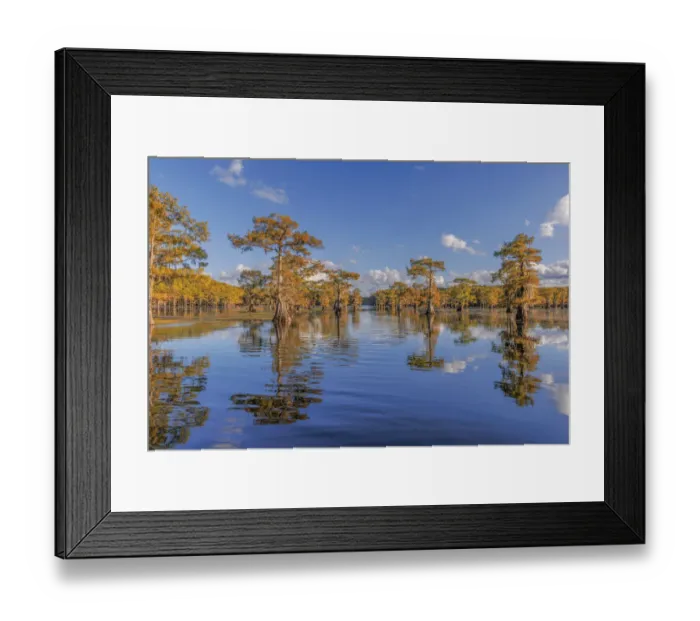 Framed Print : Bald cypress trees in autumn reflected on lake. Caddo Lake, Uncertain, Texas Framed Print : Bald cypress trees in autumn reflected on lake. Caddo Lake, Uncertain, Texas