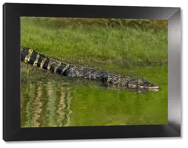 USA, Texas, Anahuac National Wildlife Refuge. Juvenile American alligator slides into pond