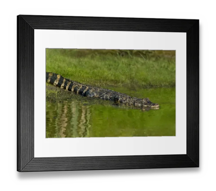 Framed Print : USA, Texas, Anahuac National Wildlife Refuge. Juvenile American alligator slides into pond