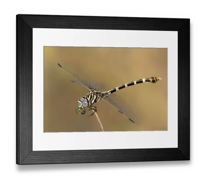 Framed Print : USA, Texas, Austin. Female five-striped leaftail dragonfly eating a beetle Framed Print : USA, Texas, Austin. Female five-striped leaftail dragonfly eating a beetle