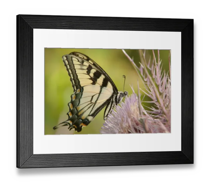 Framed Print : USA, Texas, Caddo Lake National Wildlife Refuge. Eastern tiger swallowtail butterfly feeds on giant thistle plant Framed Print : USA, Texas, Caddo Lake National Wildlife Refuge. Eastern tiger swallowtail butterfly feeds on giant thistle plant