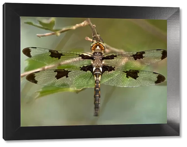 USA, Texas, Austin. Male prince baskettail dragonfly on branch