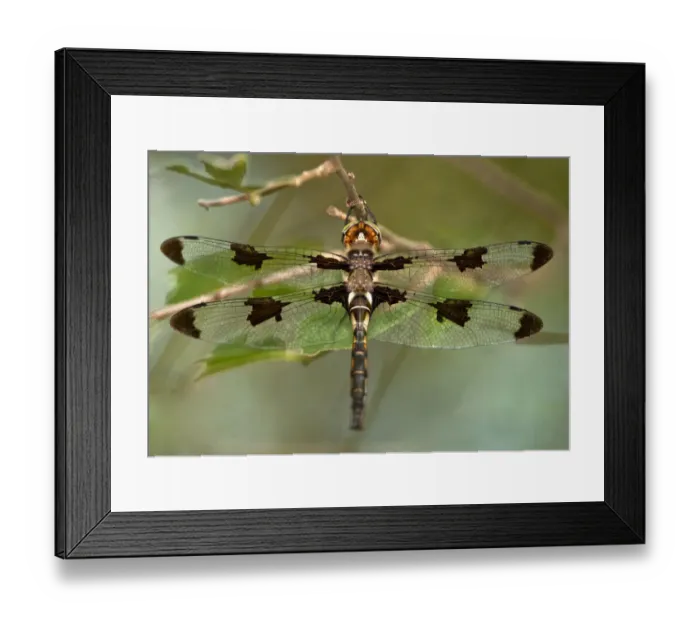Framed Print : USA, Texas, Austin. Male prince baskettail dragonfly on branch