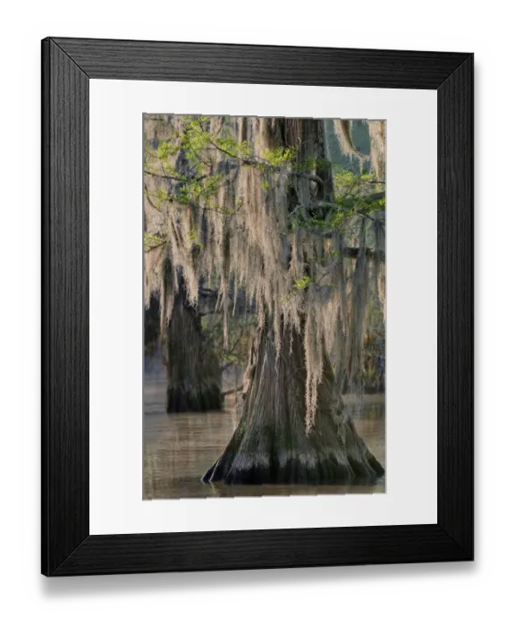Framed Print : USA, Texas, Caddo Lake. Spanish moss on cypress trees Framed Print : USA, Texas, Caddo Lake. Spanish moss on cypress trees