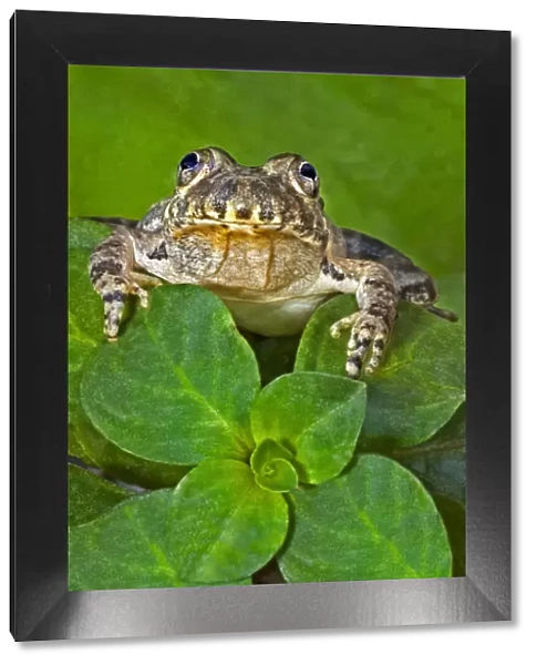 USA, Texas, Hill Country. Eastern barking frog on aquatic plants at in pond