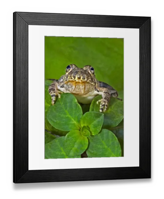 Framed Print : USA, Texas, Hill Country. Eastern barking frog on aquatic plants at in pond