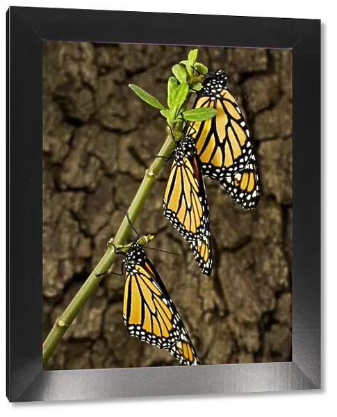 USA, Texas, Hill Country. Newly hatched monarch butterflies